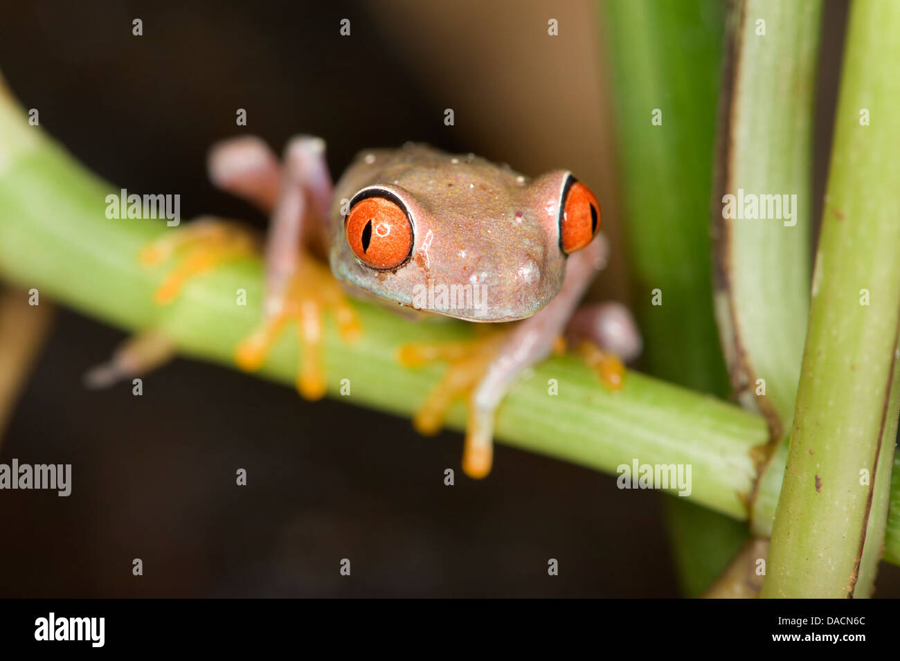 Un rojo púrpura eyed Tree Frog (Agalychnis callidryas) Foto de stock