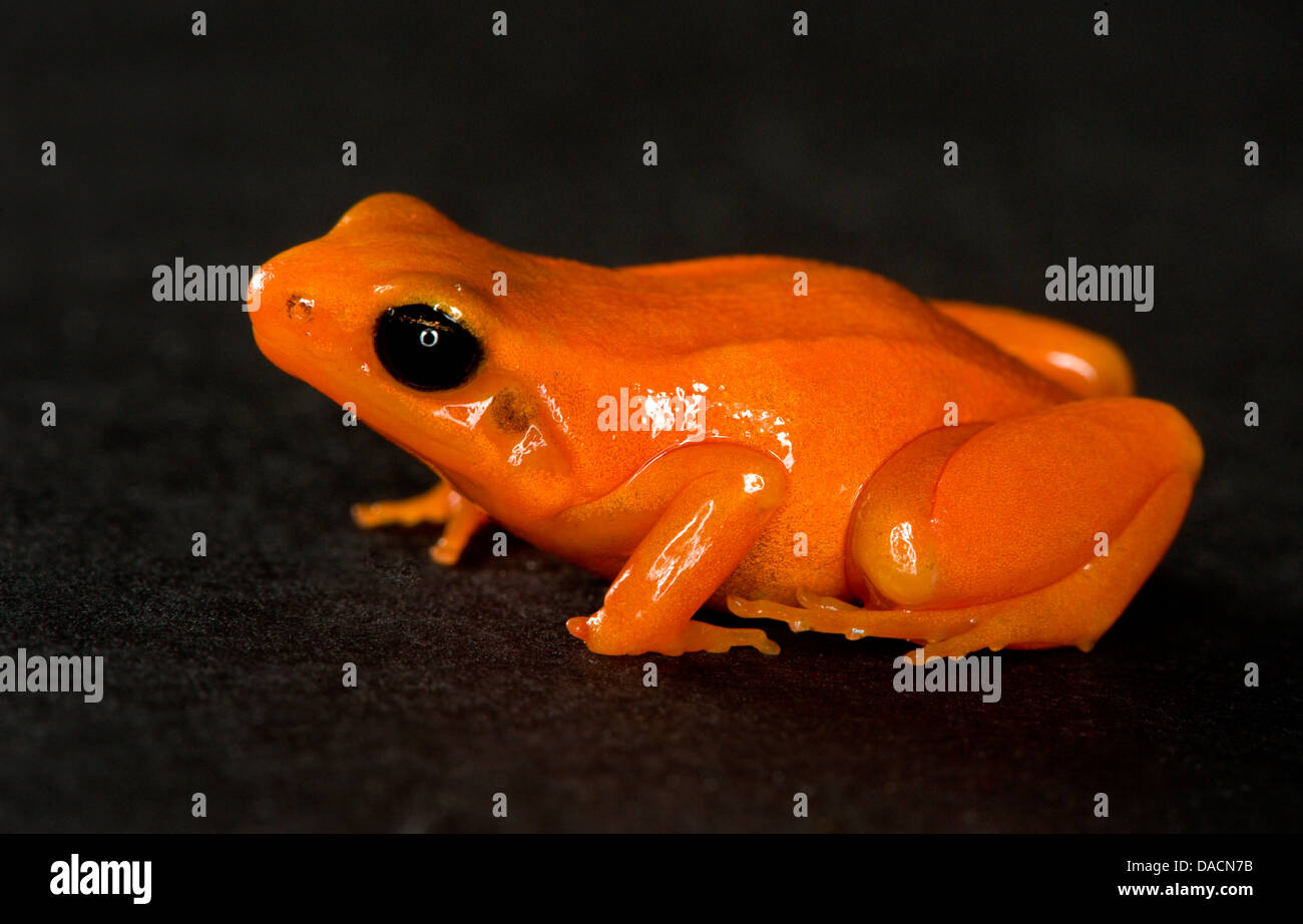 Color naranja strawberry poison dart frog sobre un fondo negro. Foto de stock