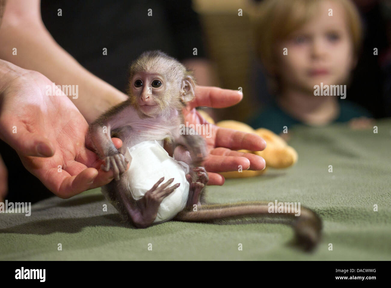 Un bebé de nueve días mona mono, aún luciendo un pañal, se sienta en la  mano de un zookeeper al zoológico en Magdeburgo, Alemania, el 19 de  diciembre de 2011. Cría en