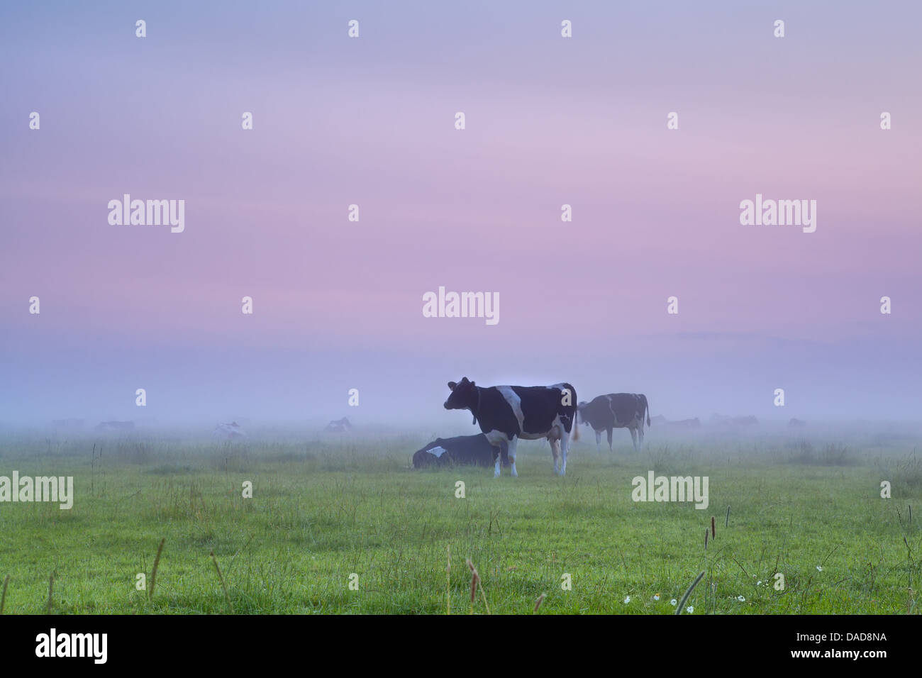 Vacas sobre Misty pastura en Sunrise, Países Bajos Foto de stock