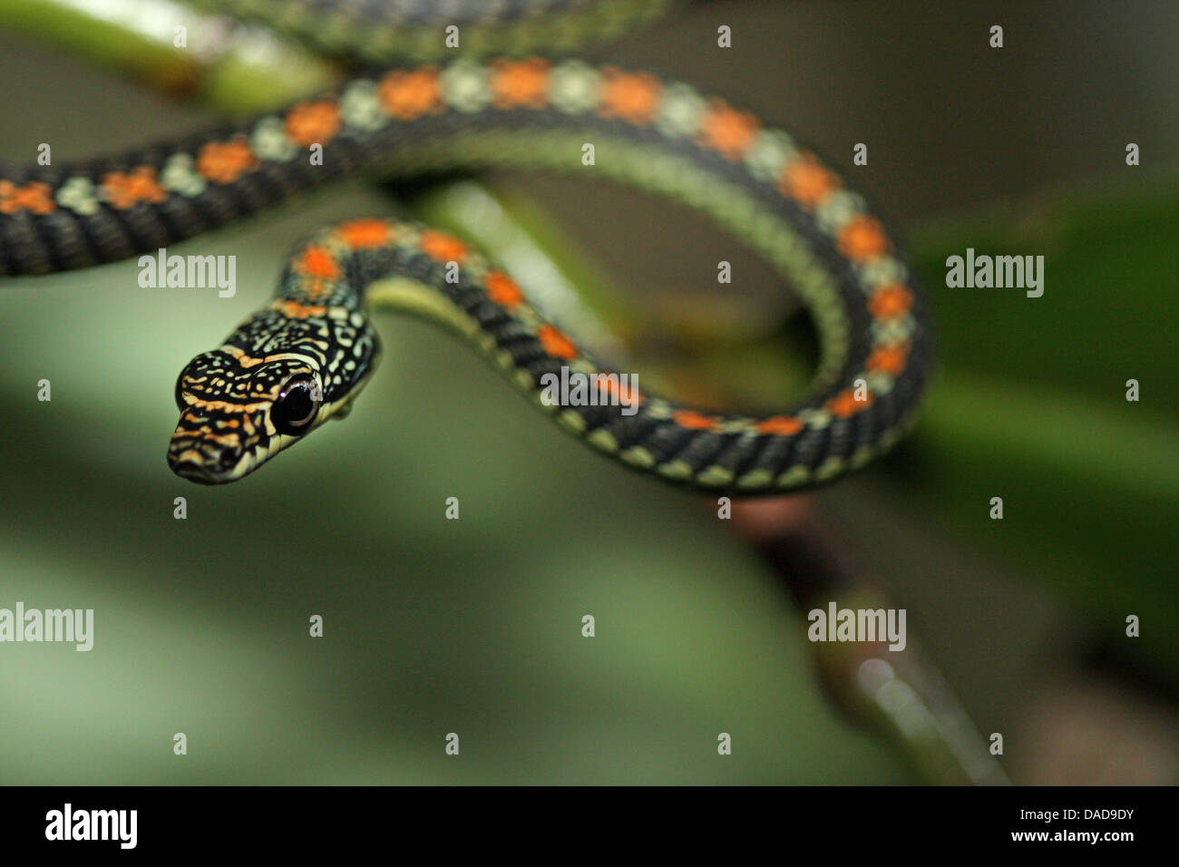 Árbol del Paraíso, paraíso de serpiente serpiente voladora (Chrysopelea paradisi), en una rama, Malasia Sabah, el valle Danum Foto de stock