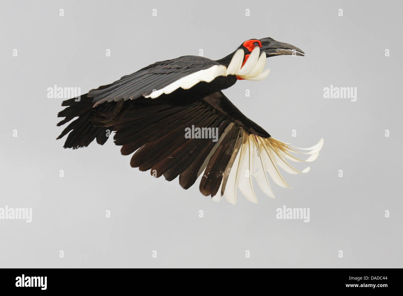 Tierra del sur, tierra de bucero (Bucorvus leadbeateri bucero, Cafer Bucorvus), volando, Kenya Foto de stock