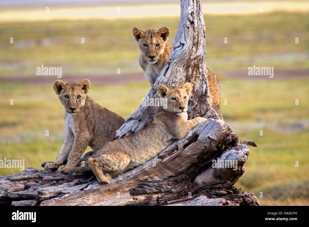 León (Panthera leo), pubs descansa sobre un árbol muerto, Kenya, el Parque Nacional de Amboseli Foto de stock