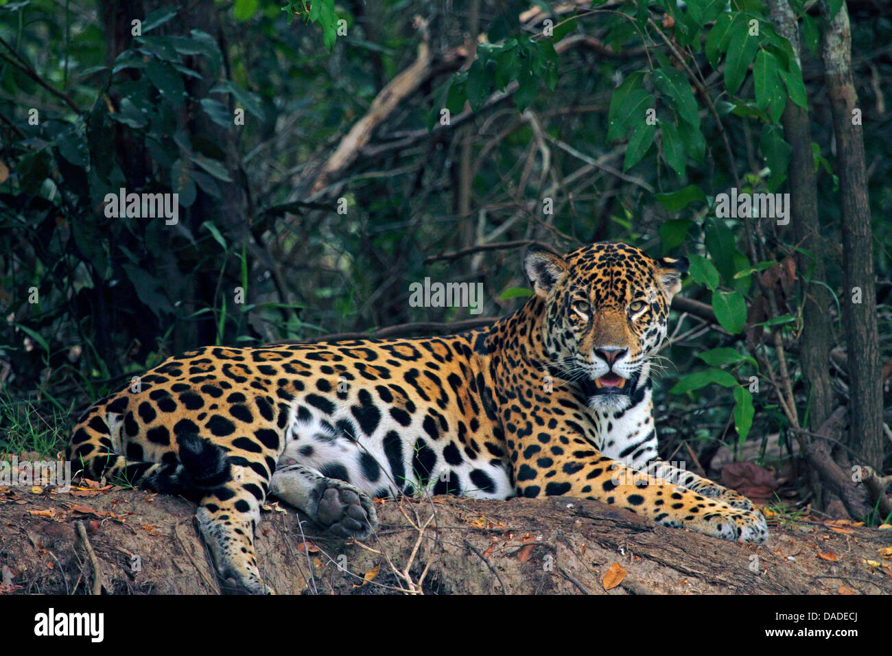 Jaguar (Panthera onca), el macho en el banco de arena, de Brasil, el Pantanal, río Cuiaba Foto de stock