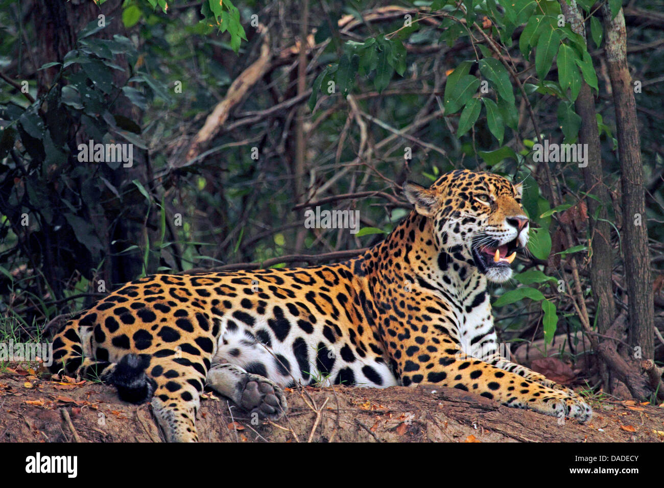 Jaguar (Panthera onca), el macho en el banco de arena, el bostezo, el Brasil, el Pantanal, río Cuiaba Foto de stock