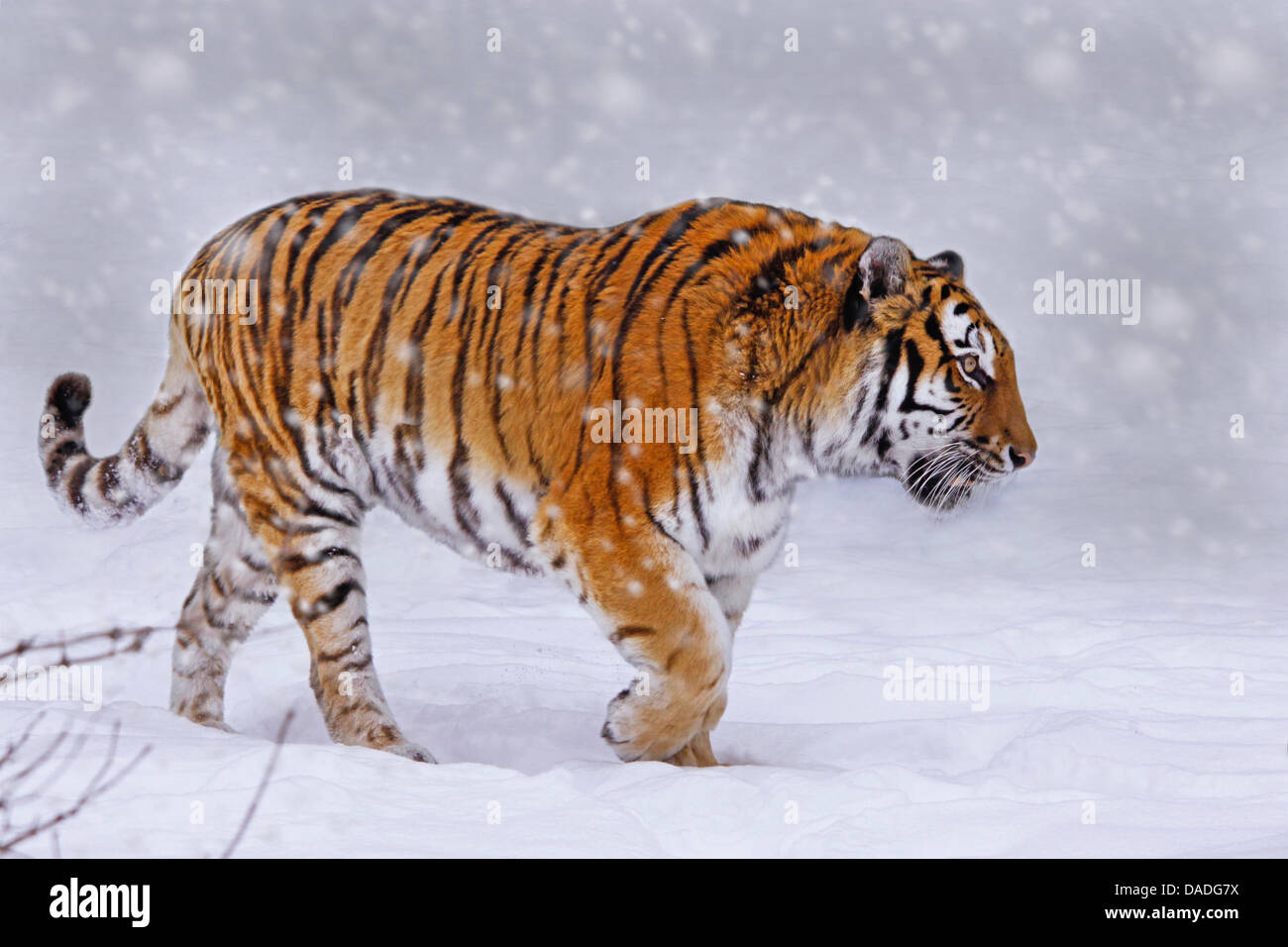 Tigre siberiano, Amurian tigre (Panthera tigris altaica), paseos a través de la nieve Foto de stock