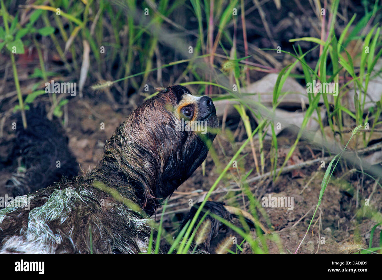 Brown-throated perezoso (Bradypus variegatus), cabeza mojada de una pereza después de bañarse en el río, Perú, Loreto, Río Yanayacu Foto de stock