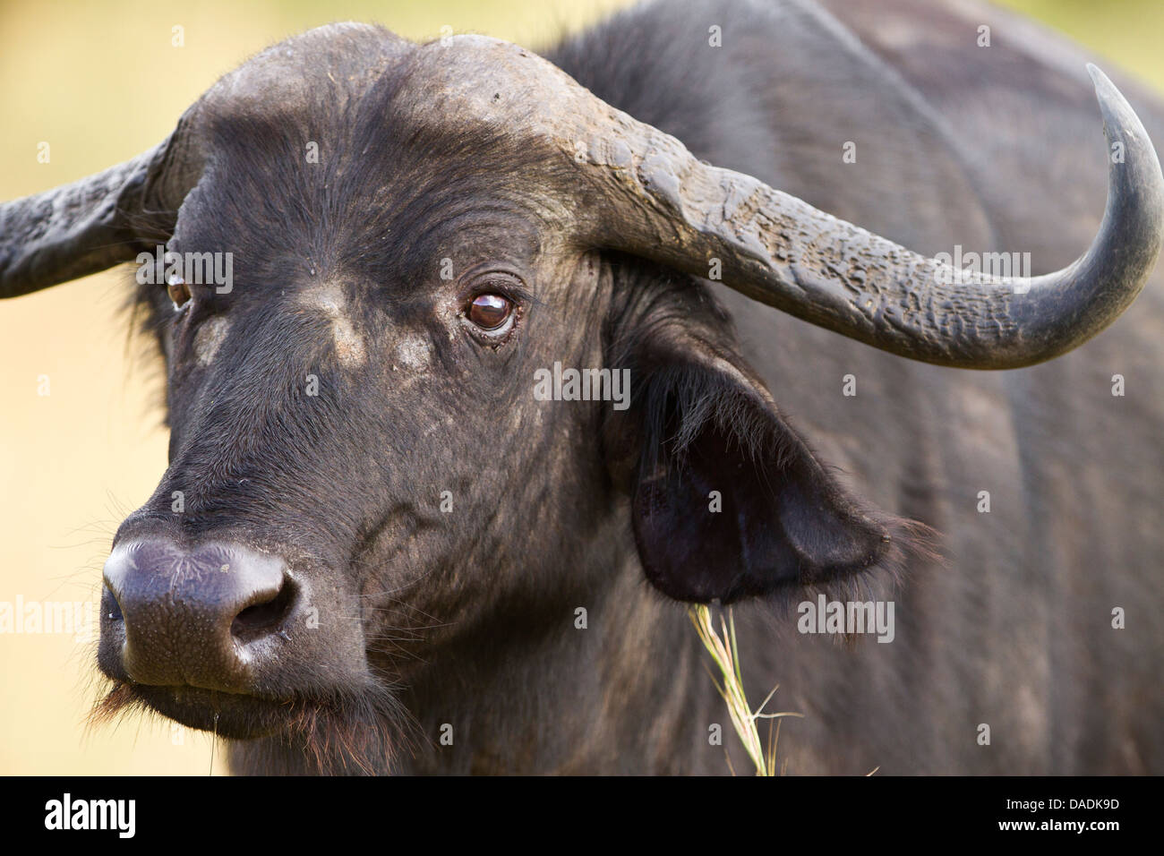 Hembra cape buffalo cerca de retrato en el Masai Mara Foto de stock