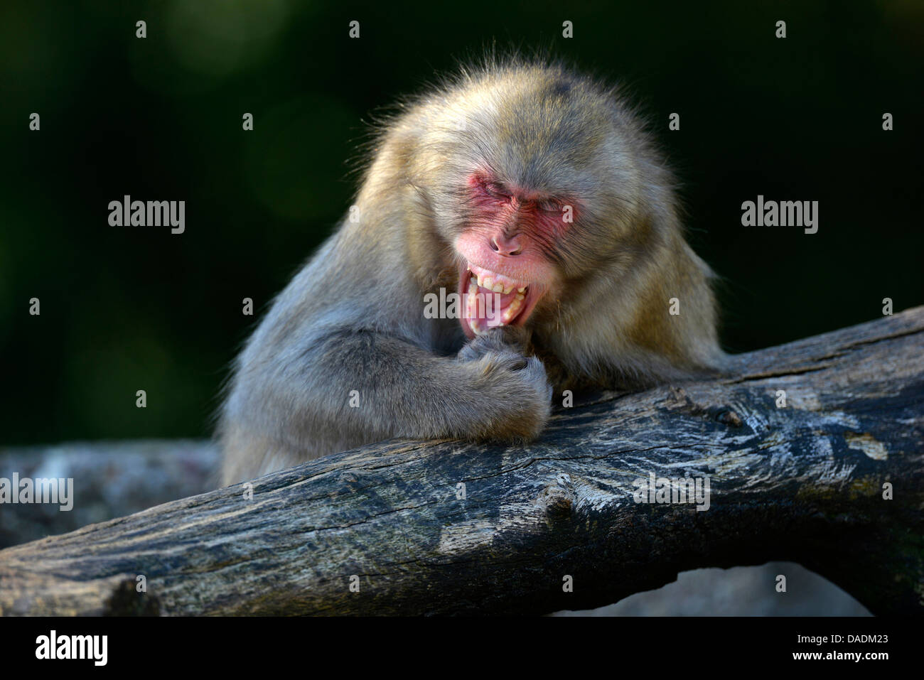 Macacos japoneses, mono de nieve (Macaca fuscata), se rió de la manga Foto de stock