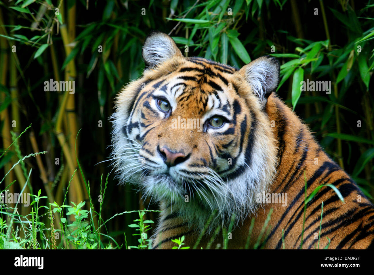 Tigre de Sumatra (Panthera tigris sumatrae), Retrato Foto de stock