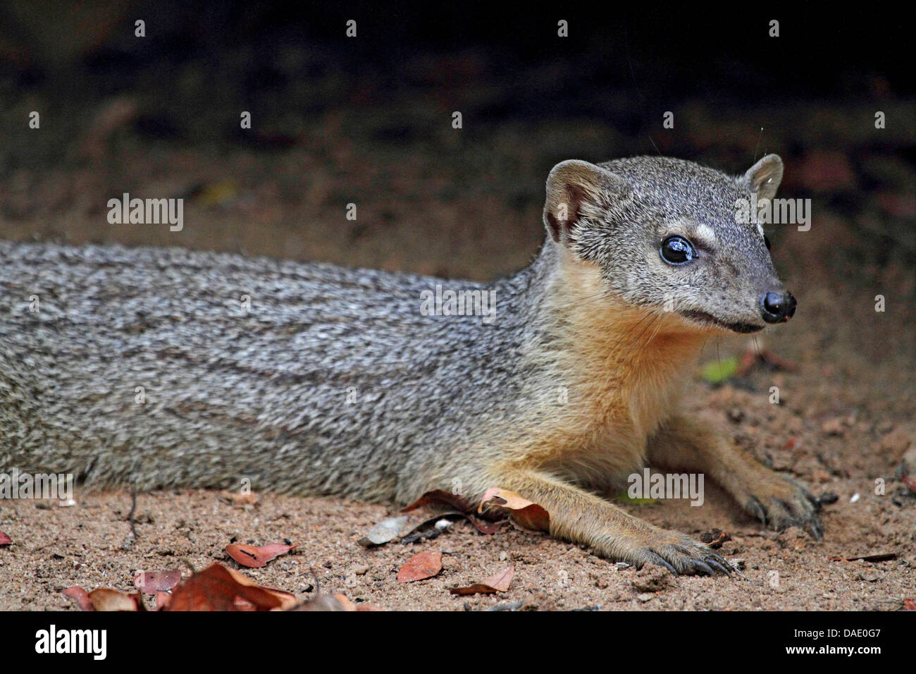 A Rayas estrechas mongoose, malgache de rayas estrechas mongoose