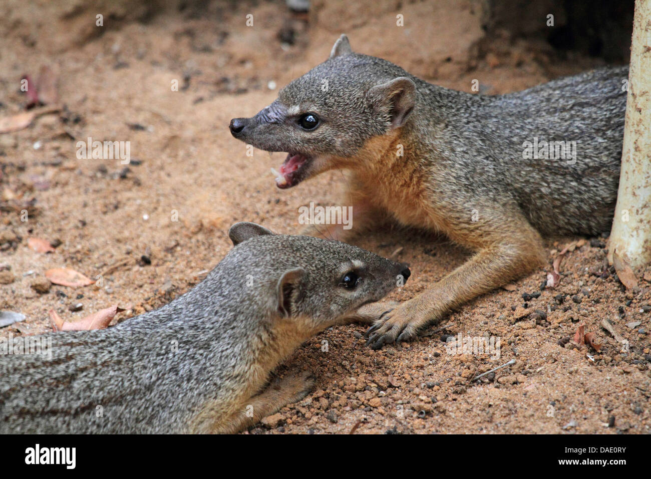 Mangostas de rayas estrechas Fotos e Imágenes de stock Alamy