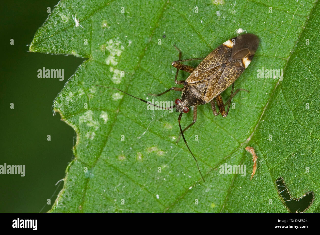 Bugs (Closterotomus fulvomaculatus cápside), sentado sobre hojas de ortiga, Alemania Foto de stock
