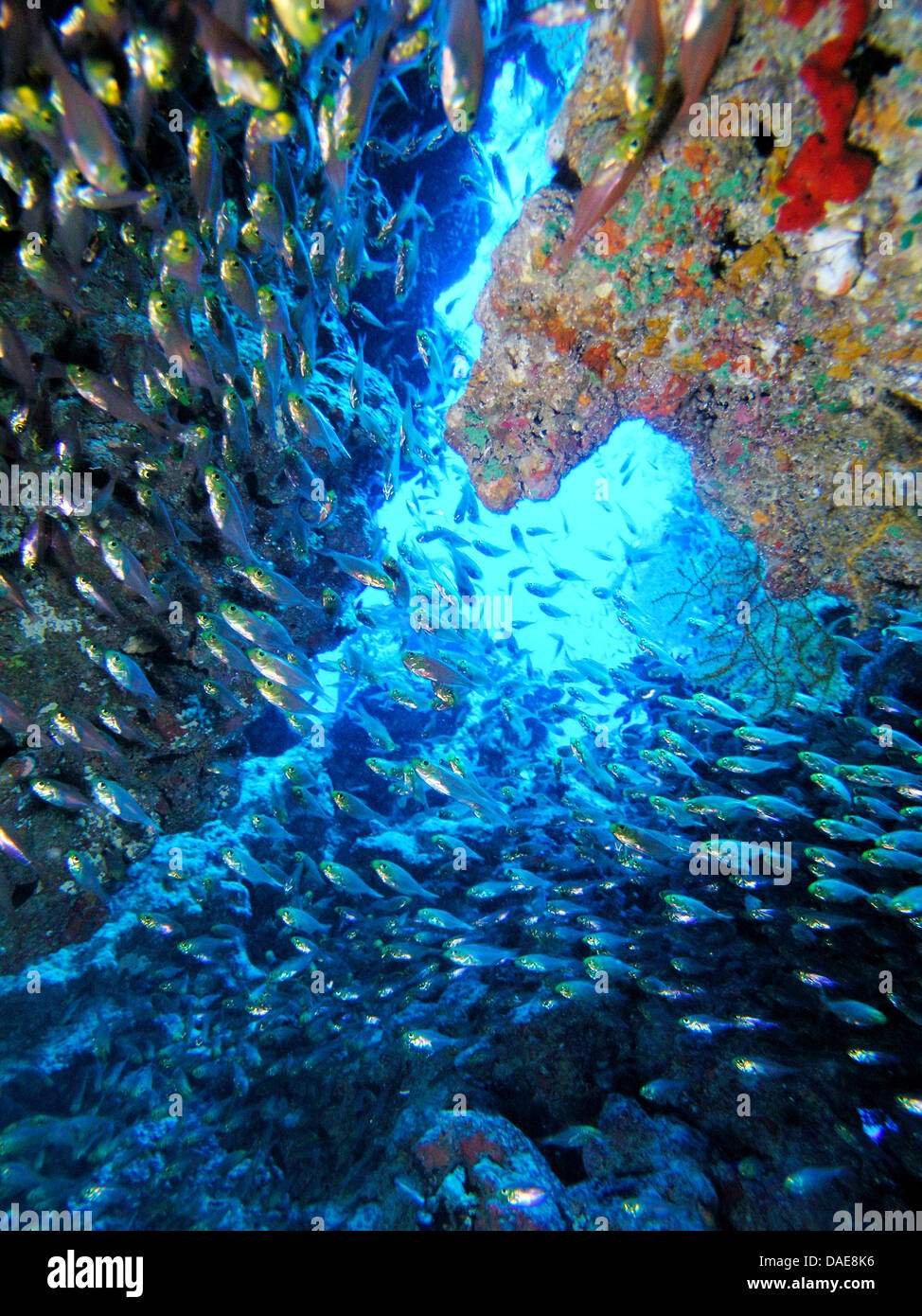 Ver fuera de una cueva submarina a través de un cardumen de peces en la superficie del agua, Egipto, Mar Rojo. Foto de stock