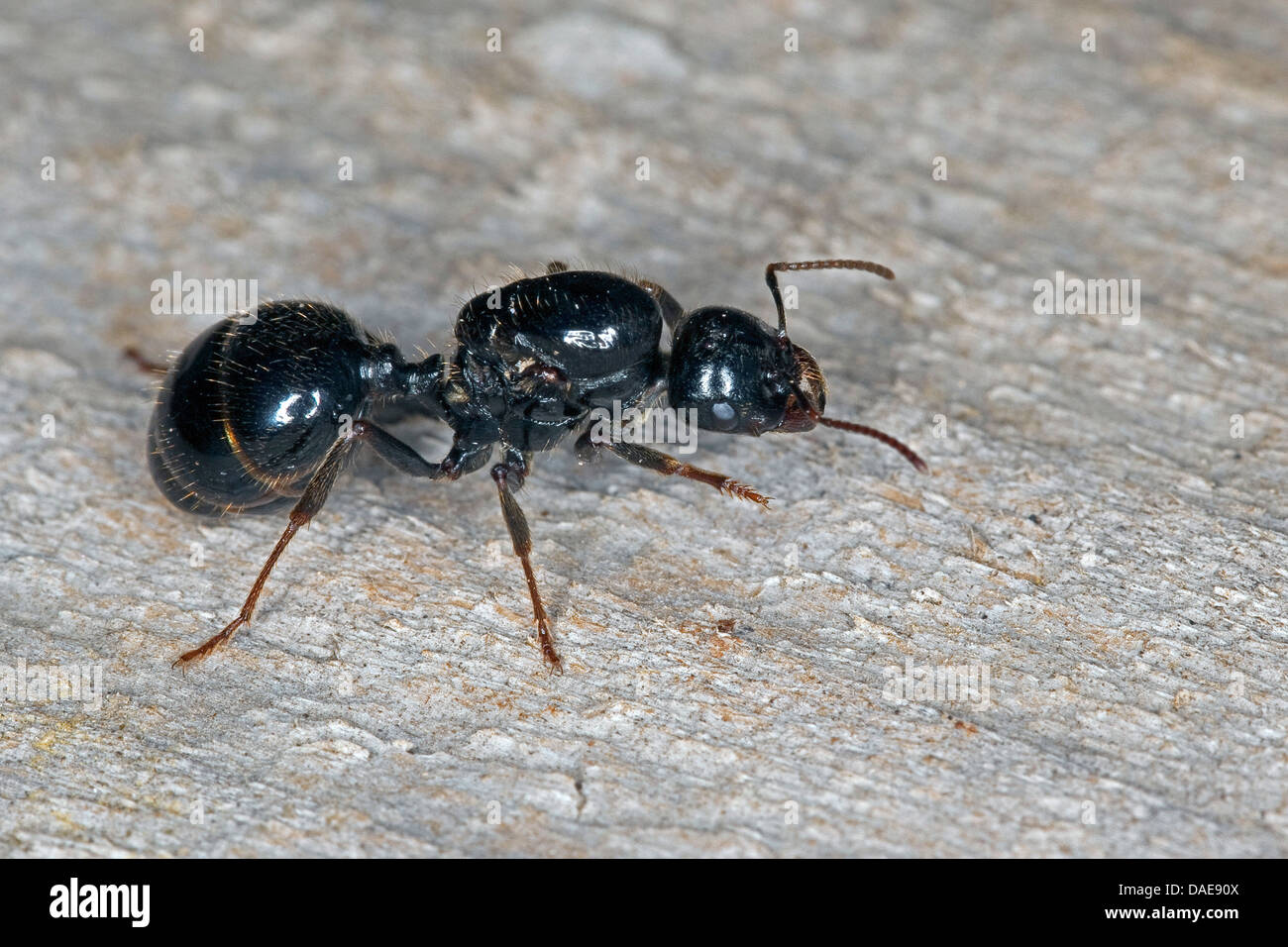 Cosechadora (hormiga Messor spec.), reina sentado sobre madera Foto de stock
