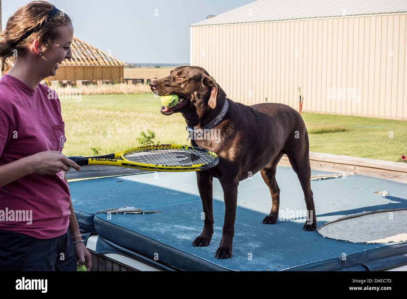 Un perro Labrador Retriever chocolate tiene una pelota de tenis en su boca mientras jugando a la pelota con un joven adulto. Ee.Uu.. Foto de stock