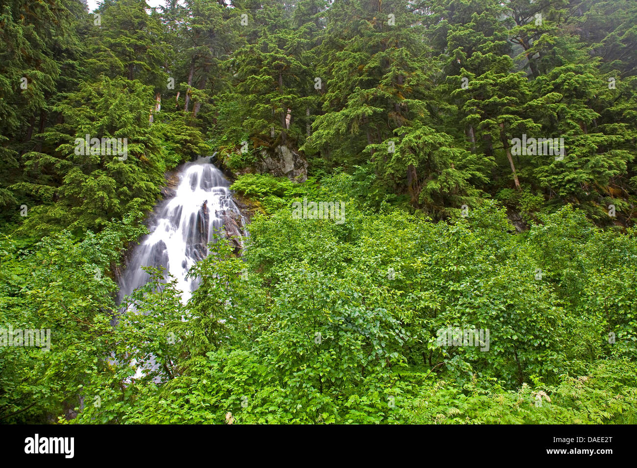 Cicuta (Tsuga mertensiana montaña), cascada en un bosque de montaña , EE.UU., Alaska, Tongass National Forest, el Monumento Nacional Misty Fiordos Foto de stock