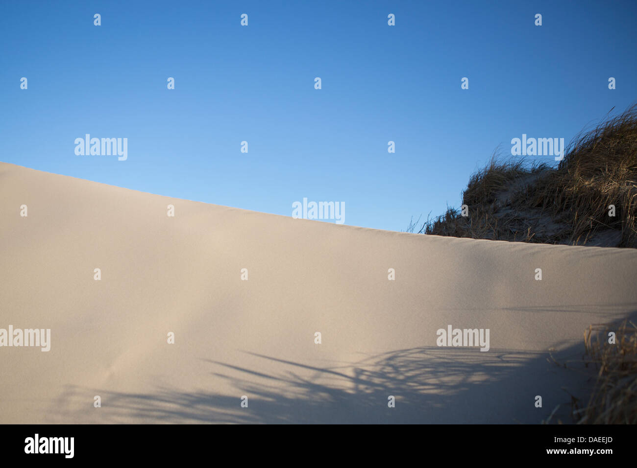 Una duna de arena, cielos azules, algunos vegitation Foto de stock