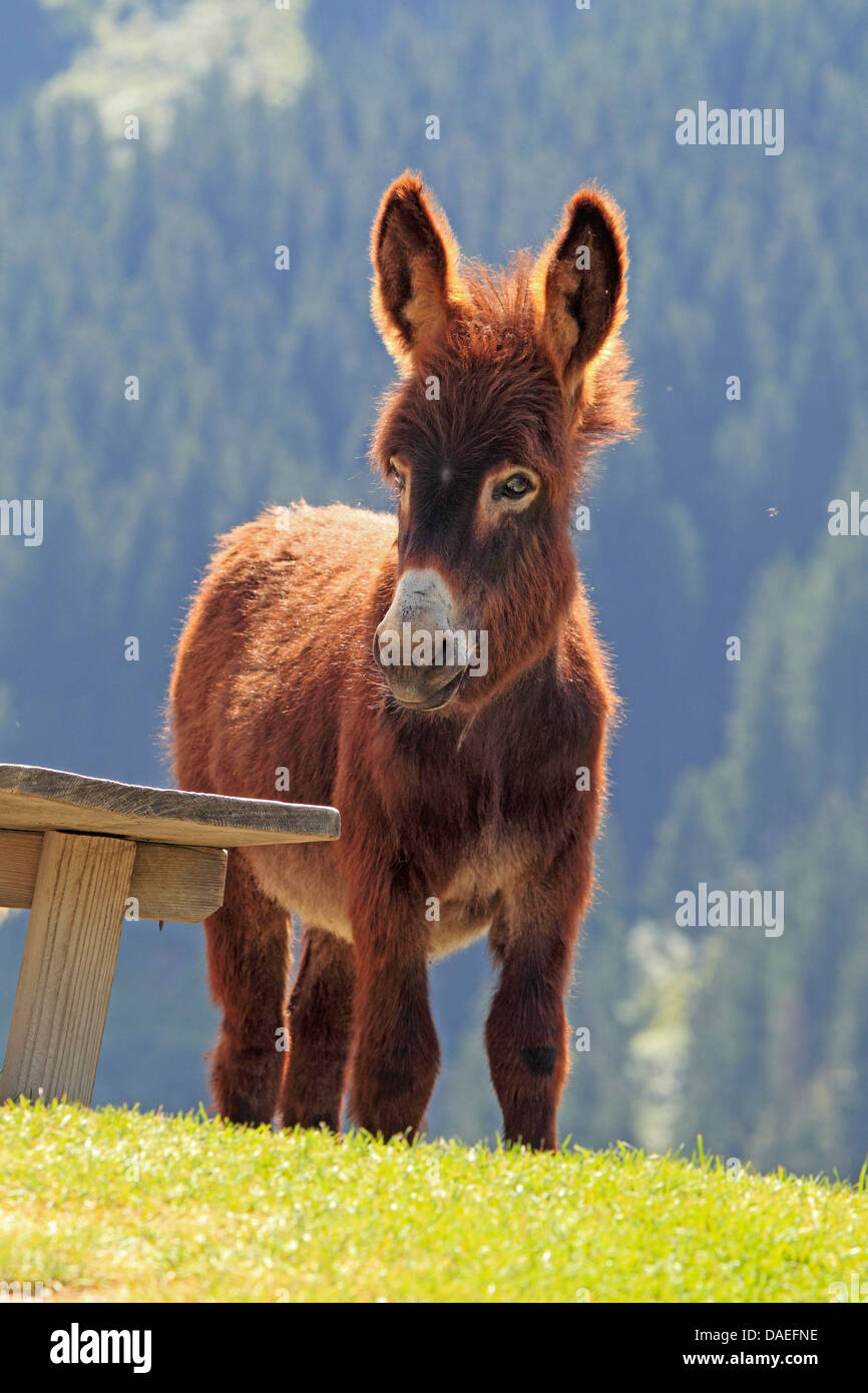 Asno doméstico (Equus asinus asinus. f), foal, Alemania Foto de stock