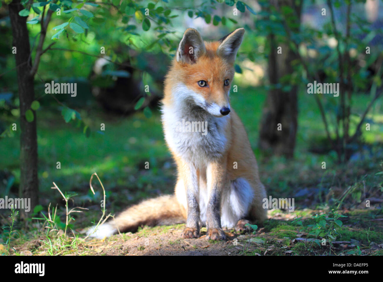 El zorro rojo (Vulpes vulpes), FOX KIT, Alemania Foto de stock
