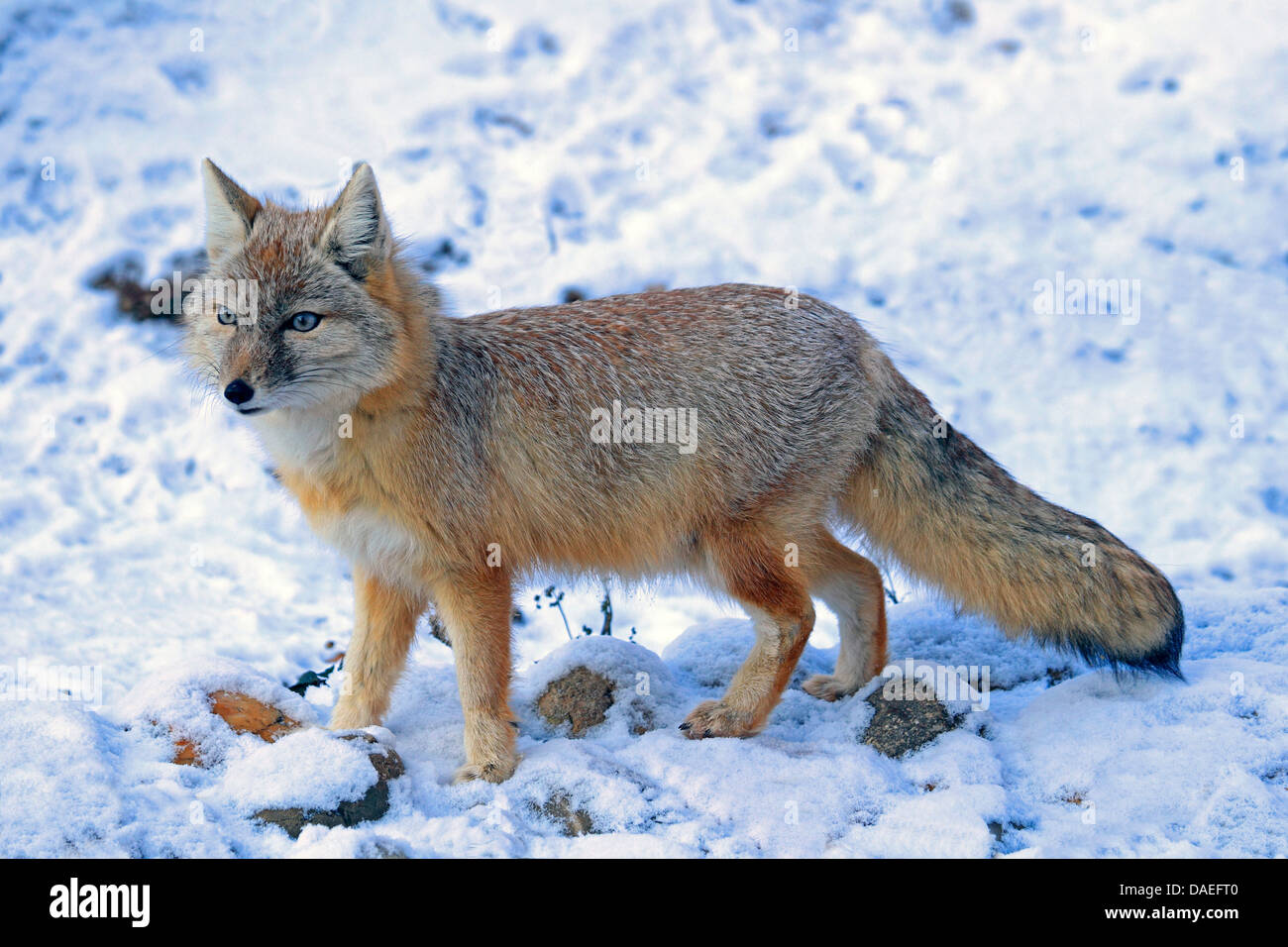 Corsac zorro (Vulpes corsac), en invierno Foto de stock
