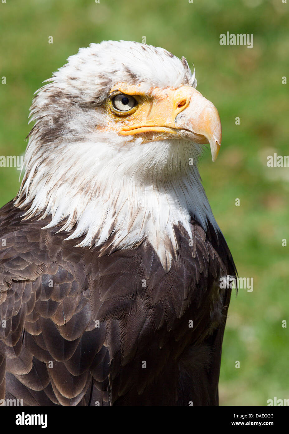 El águila calva americana en el Centro de Aves de Rapiña Shuttleworth  Warden antiguo nombre en latín - Haliaeetus leucocephalus Fotografía de  stock - Alamy