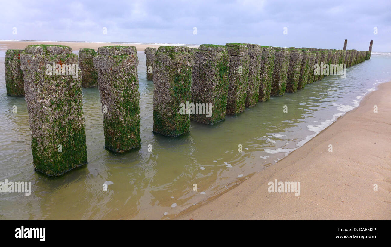 Groynes con mejillones en la costa del Mar del Norte, Países Bajos Foto de stock