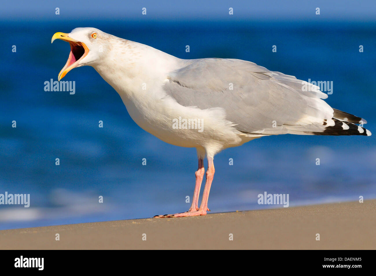 Gaviota argéntea (Larus argentatus), sentado en la playa llamando, Alemania Foto de stock