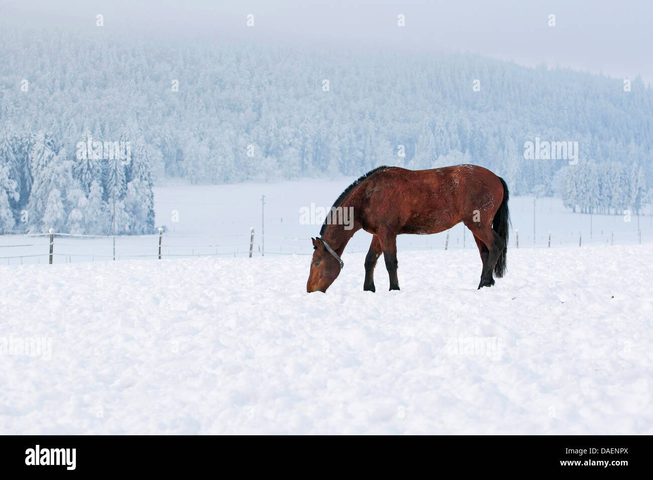 Einsiedler caballo, Franches Montagnes (Equus caballus przewalskii. f), marrón caballo buscando alimento en la nieve, Suiza Foto de stock