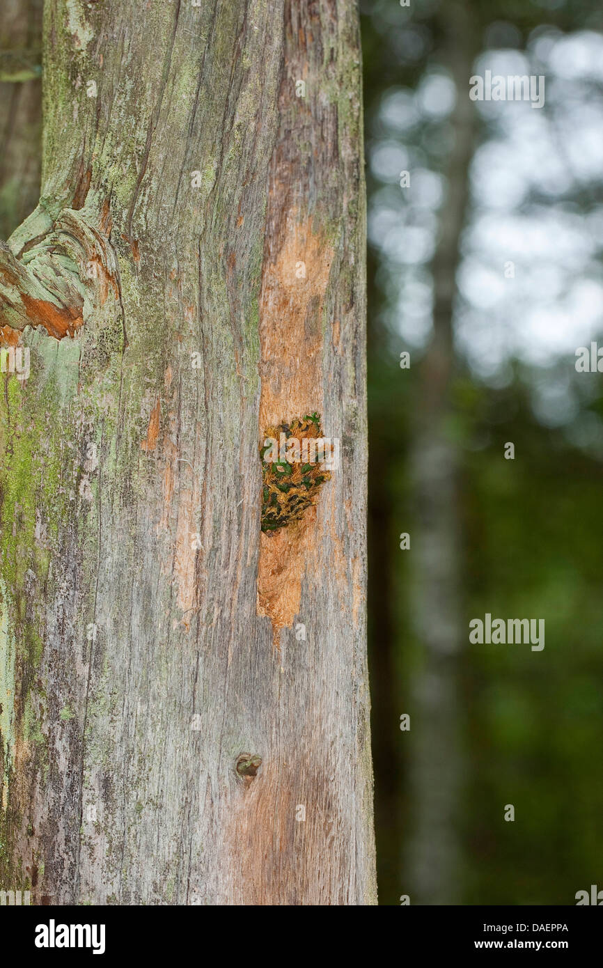 La semilla-craqueo sitios de un carpintero en el tronco de un árbol, Alemania Foto de stock