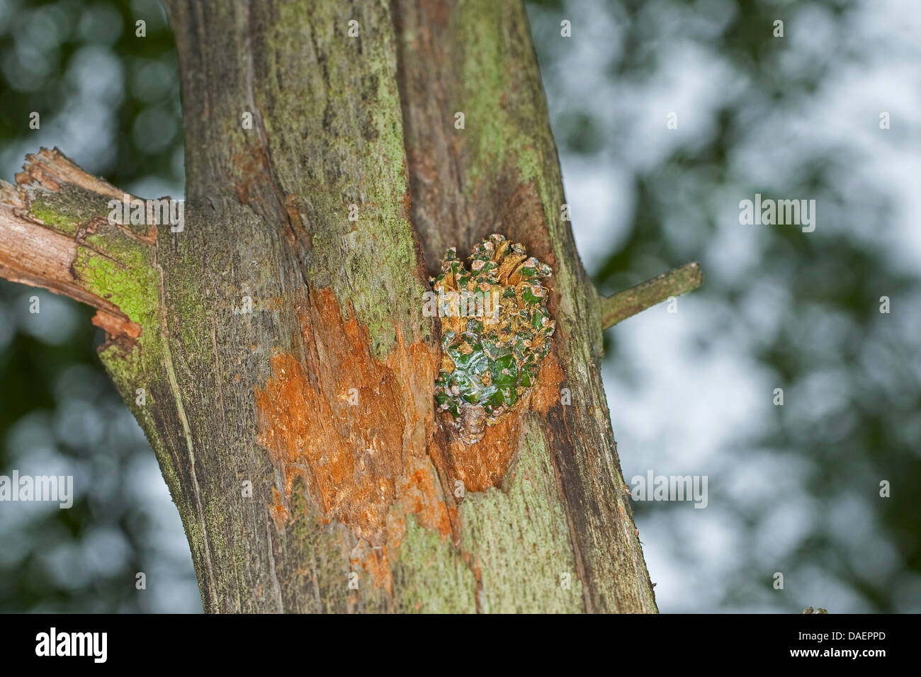 La semilla-craqueo sitios de un carpintero en el tronco de un árbol, Alemania Foto de stock