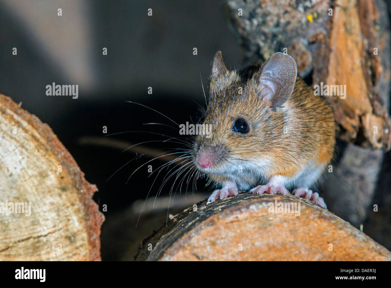 Ratón de madera, largas colas de ratón de campo (Apodemus sylvaticus), sentado sobre un montón de madera, Alemania, Baviera Foto de stock