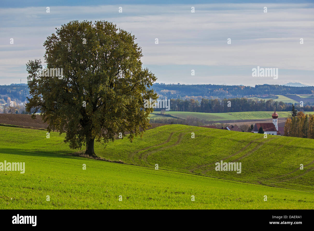 Roble (Quercus spec.), sobre la colina en las estribaciones de los Alpes, Alemania, Baviera, Isental Foto de stock