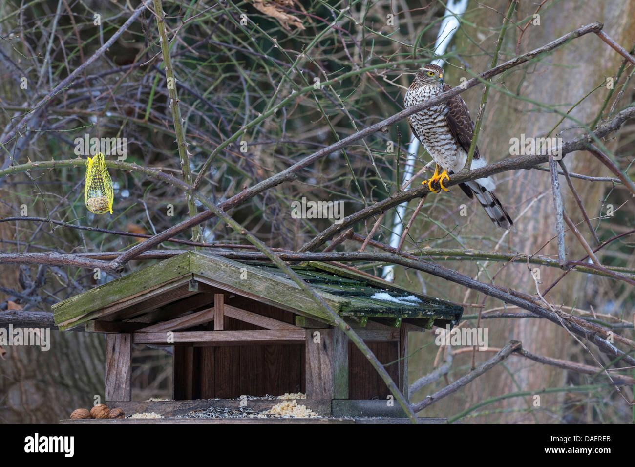 Norte de Gavilán (Accipiter nisus), en Baviera, Alemania, casita para aves Foto de stock