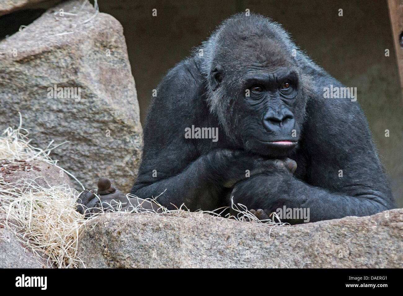 Lowland gorila (Gorilla gorilla gorilla), el mentón en las manos, mirando cuidadosamente Foto de stock