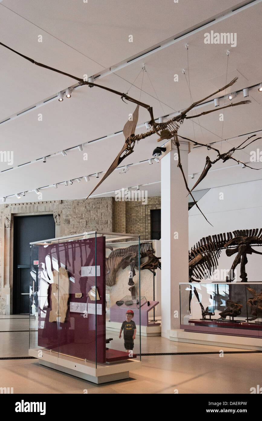 Cabrito en el Royal Ontario Museum de historia natural y la cultura mundial con sede en Toronto, Ontario. Foto de stock