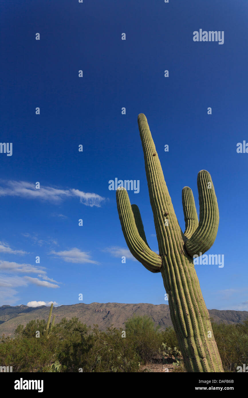 Tucson, Arizona, EE.UU., El Parque Nacional de Saguaro Foto de stock