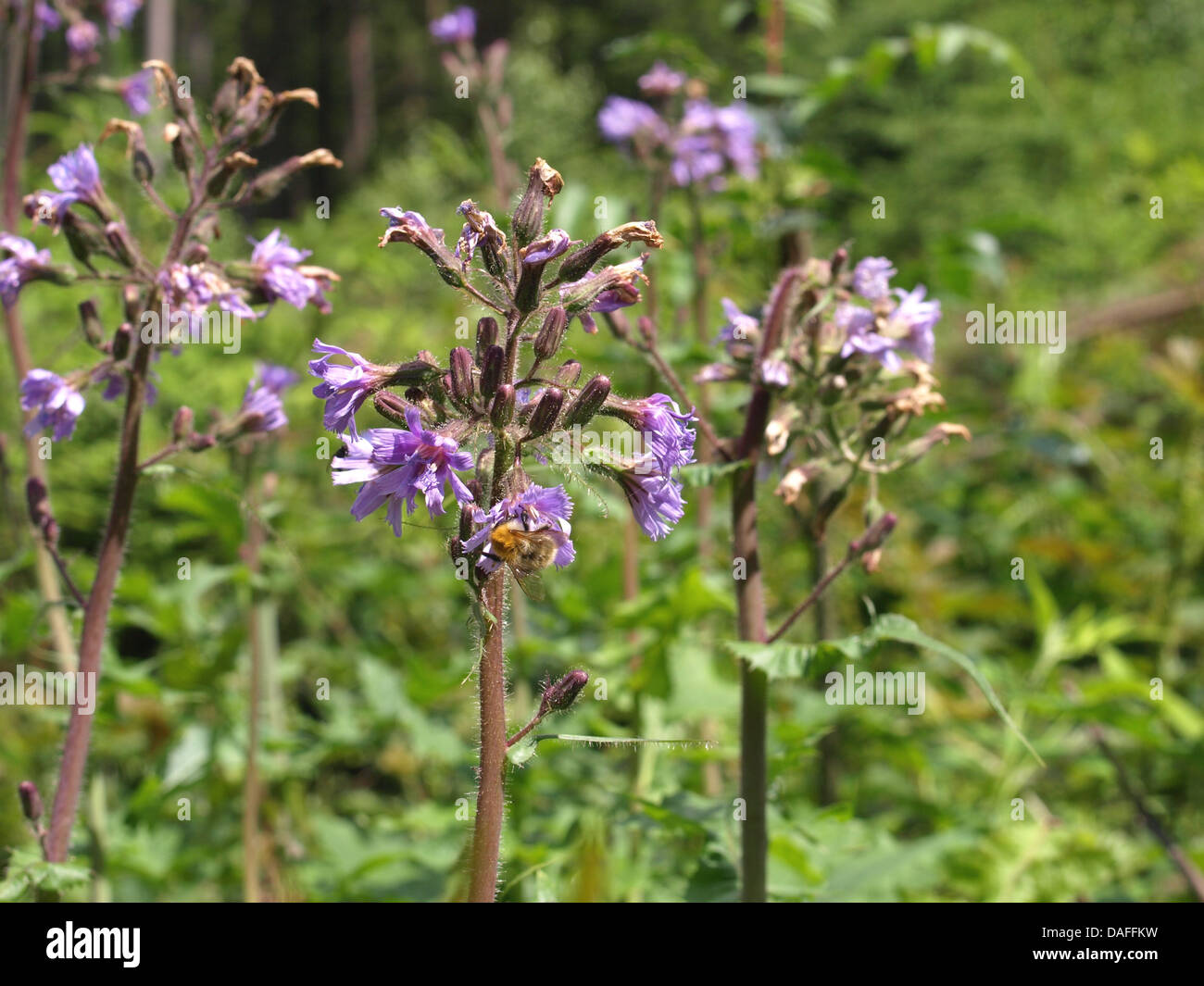 flor púrpura en un claro de bosque Foto de stock