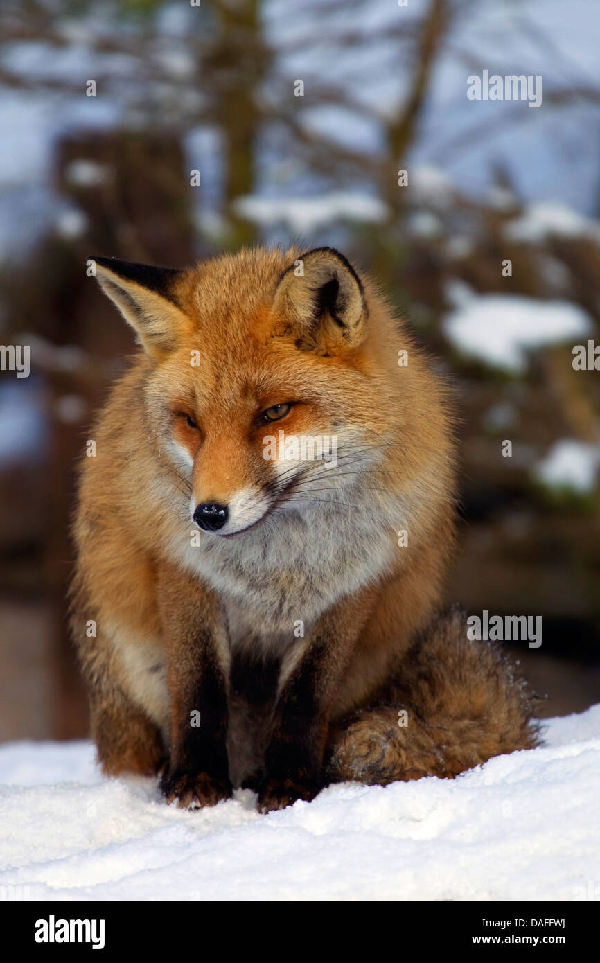 El zorro rojo (Vulpes vulpes), sentada en la nieve, Alemania Foto de stock