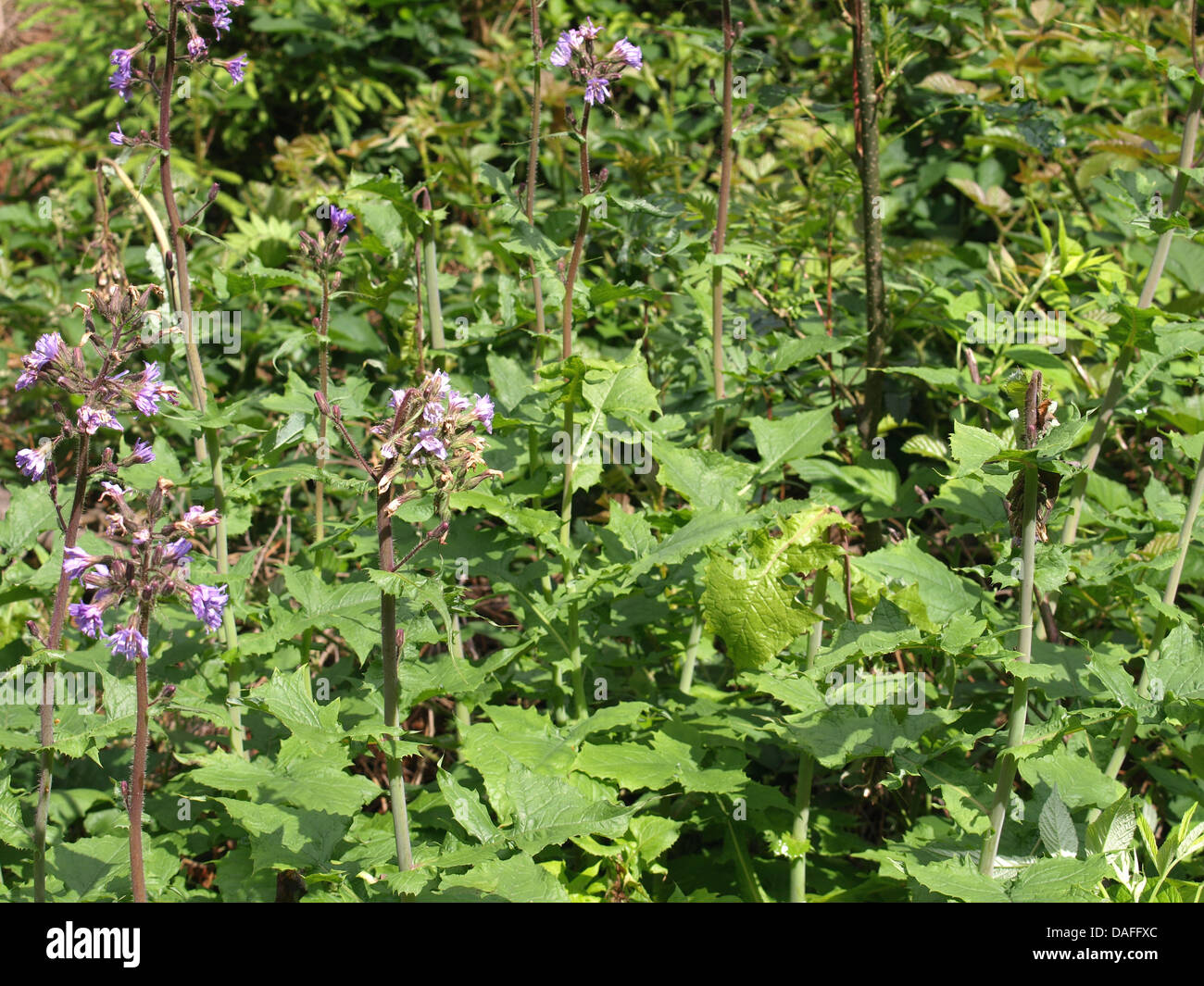 flor púrpura en un claro de bosque Foto de stock