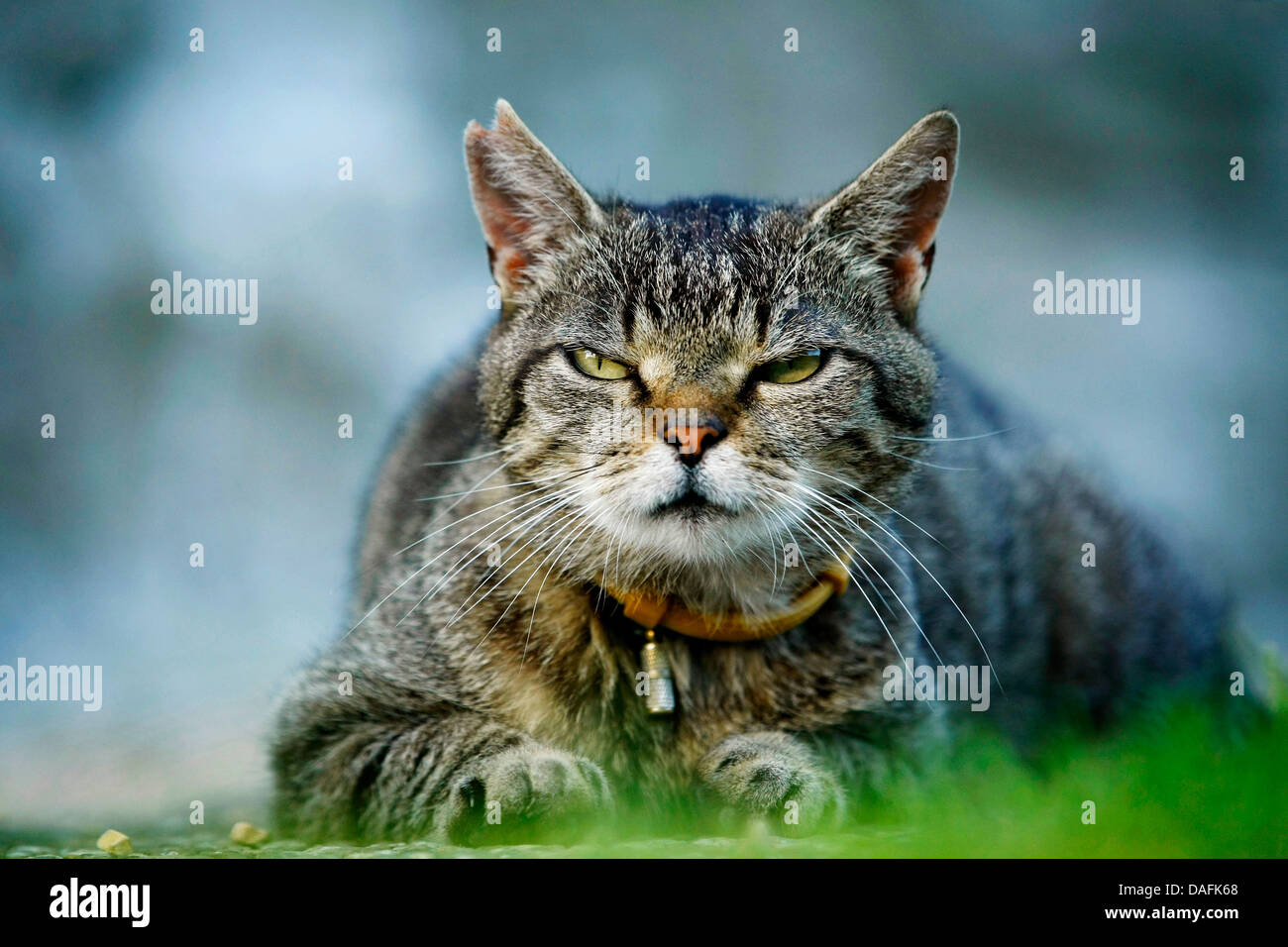 Gatos feroces fotografías e imágenes de alta resolución - Alamy