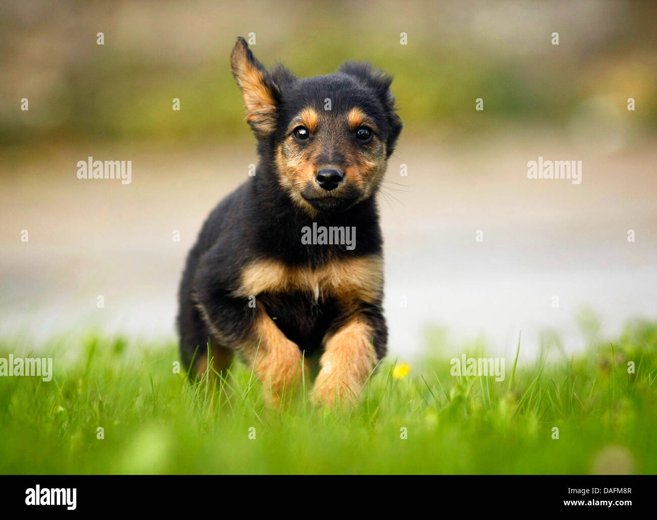 Perro de raza mixta (Canis lupus familiaris) f., cachorro corriendo a  través de una pradera, mezcla de raza de perro viejo Ovejero Alemán y  Teckel, Alemania Fotografía de stock - Alamy