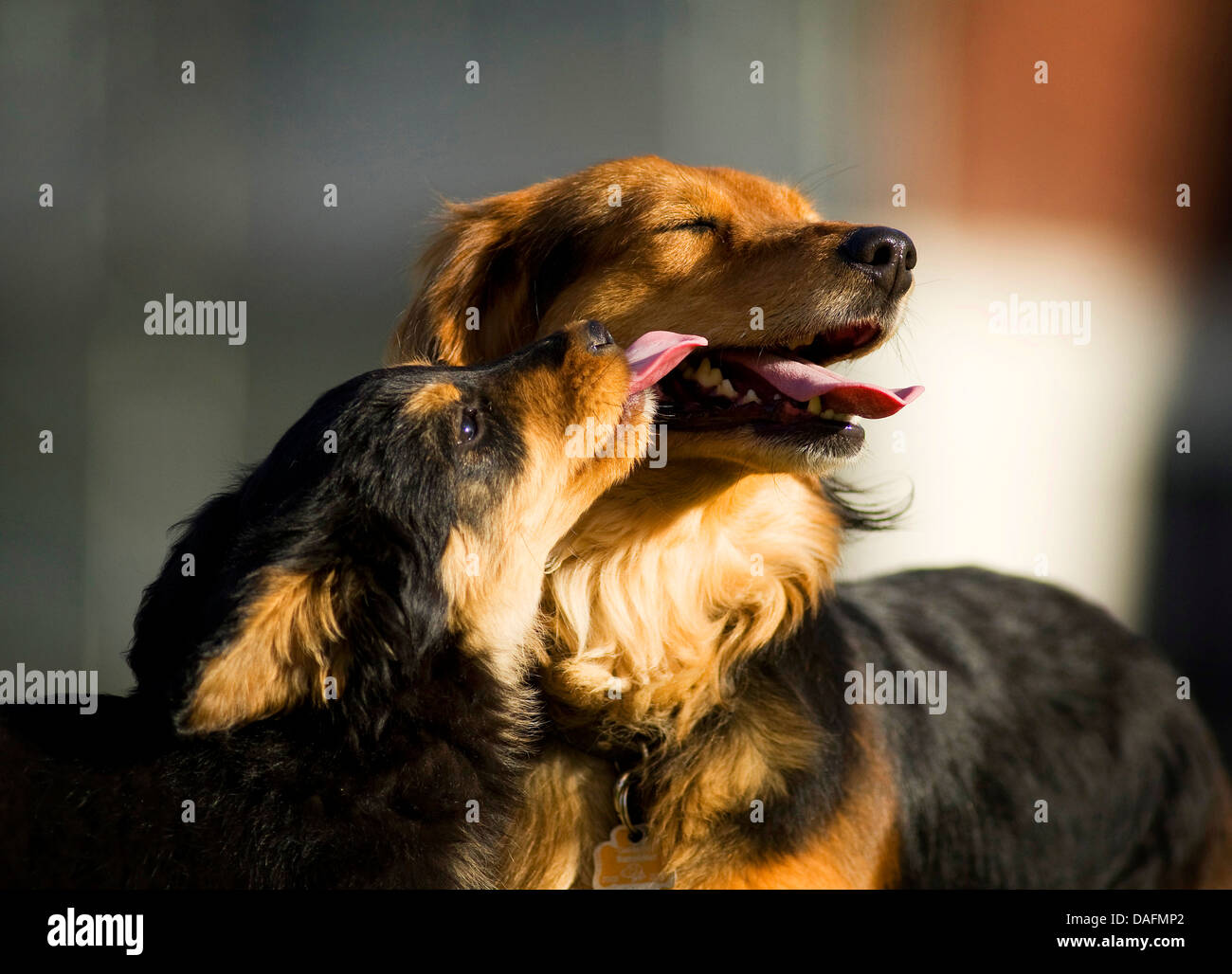 Perro de raza mixta (Canis lupus familiaris) f., cachorro, MIX BREED Perro Ovejero Alemán de viejos y Teckel, lamiendo la boca de su madre, Alemania Foto de stock