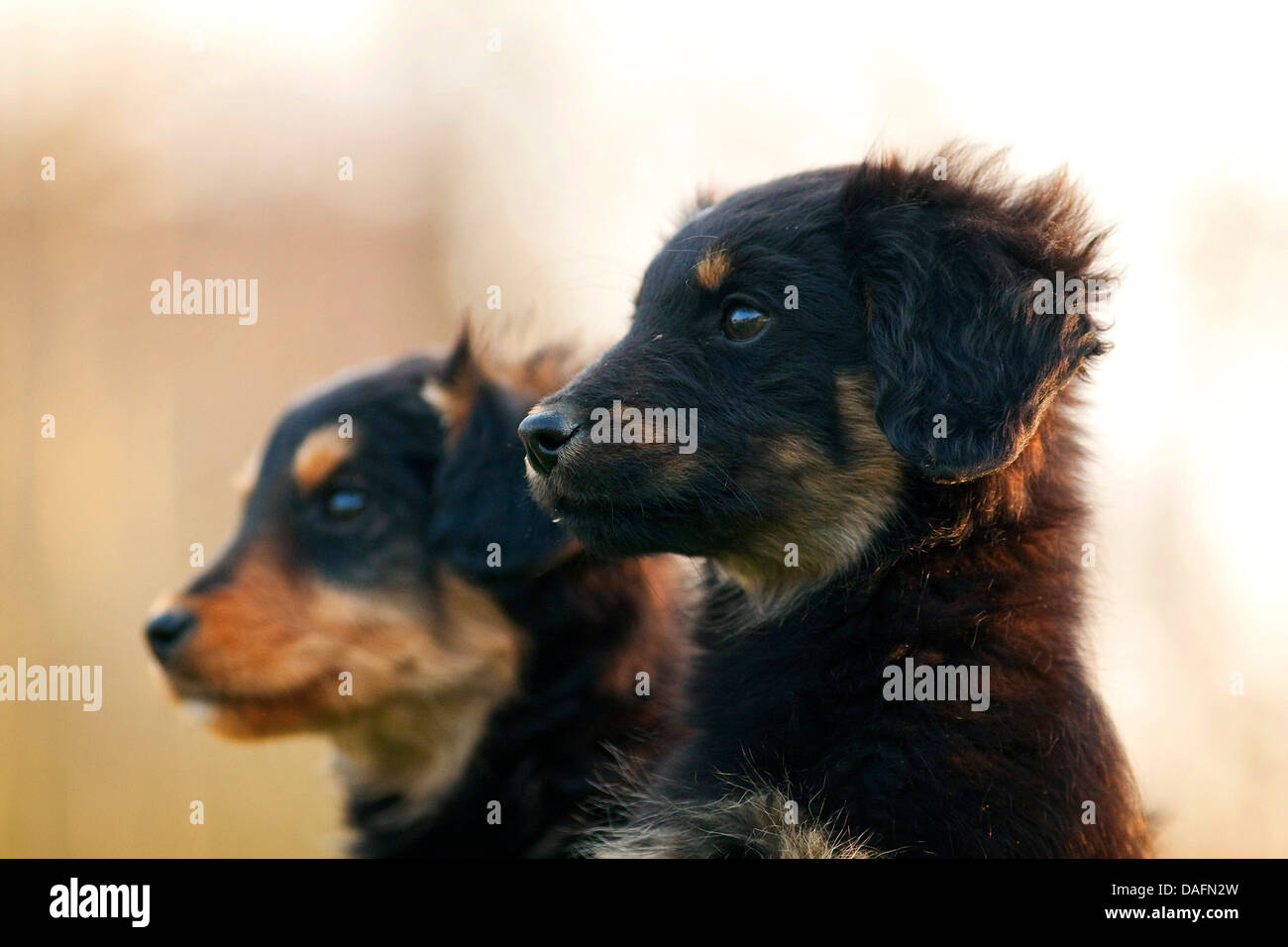 Perro de raza mixta (Canis lupus familiaris) f., dos cachorros de perro de raza, mezcla de viejo Ovejero Alemán y Teckel, Alemania Foto de stock