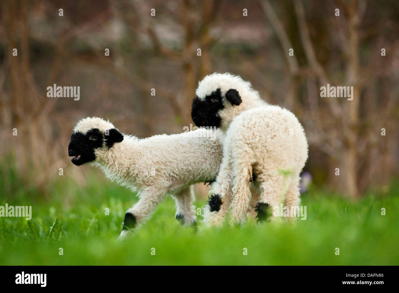 Valais, Valais Blacknose Blacknose ovejas (Ovis ammon f. aries), los corderos jóvenes bleating en una pradera, Alemania Foto de stock