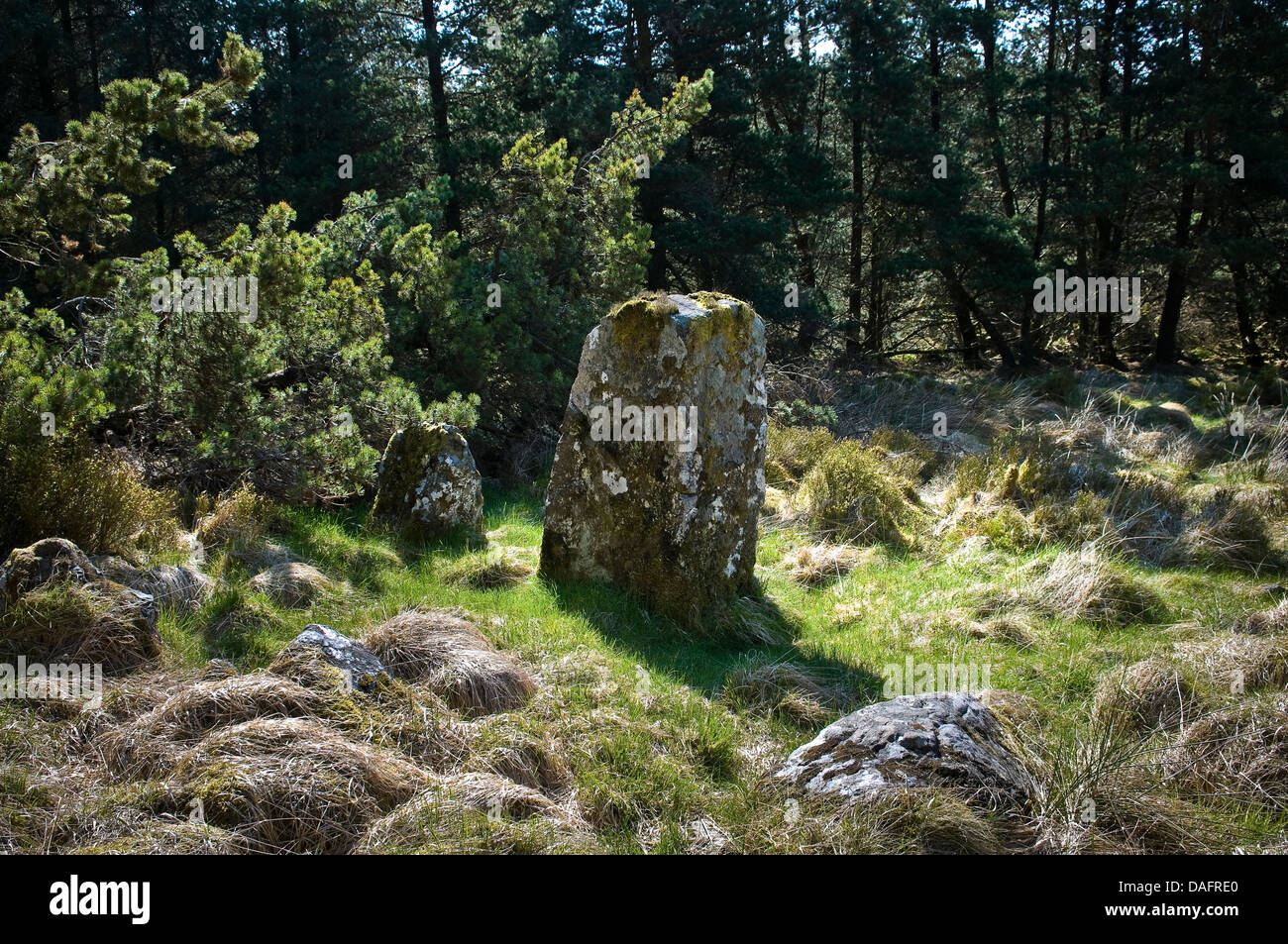 Davagh permanente inferior de piedra y en el círculo de piedra Davagh Bosque, Condado de Tyrone, Irlanda del Norte, REINO UNIDO Foto de stock