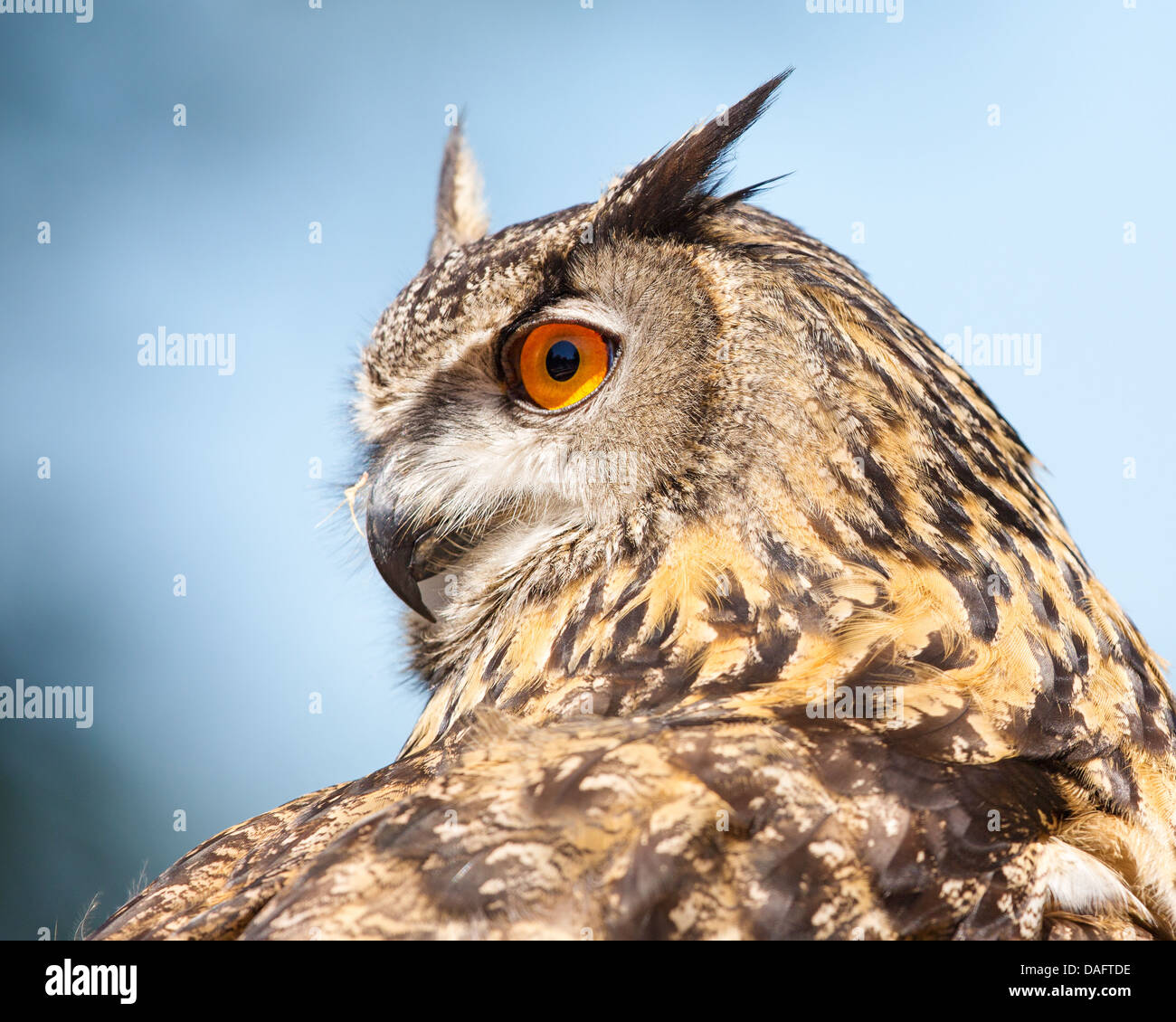 Close-up de un águila Euroasiática- owl (Bubo bubo) mostrando la cabeza girada 180 grados contra un fondo de Nubes y cielo azul Foto de stock