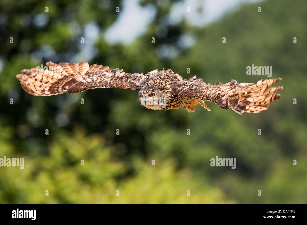 El Águila búho euroasiático (Bubo bubo) volando a través de la campiña francesa Foto de stock
