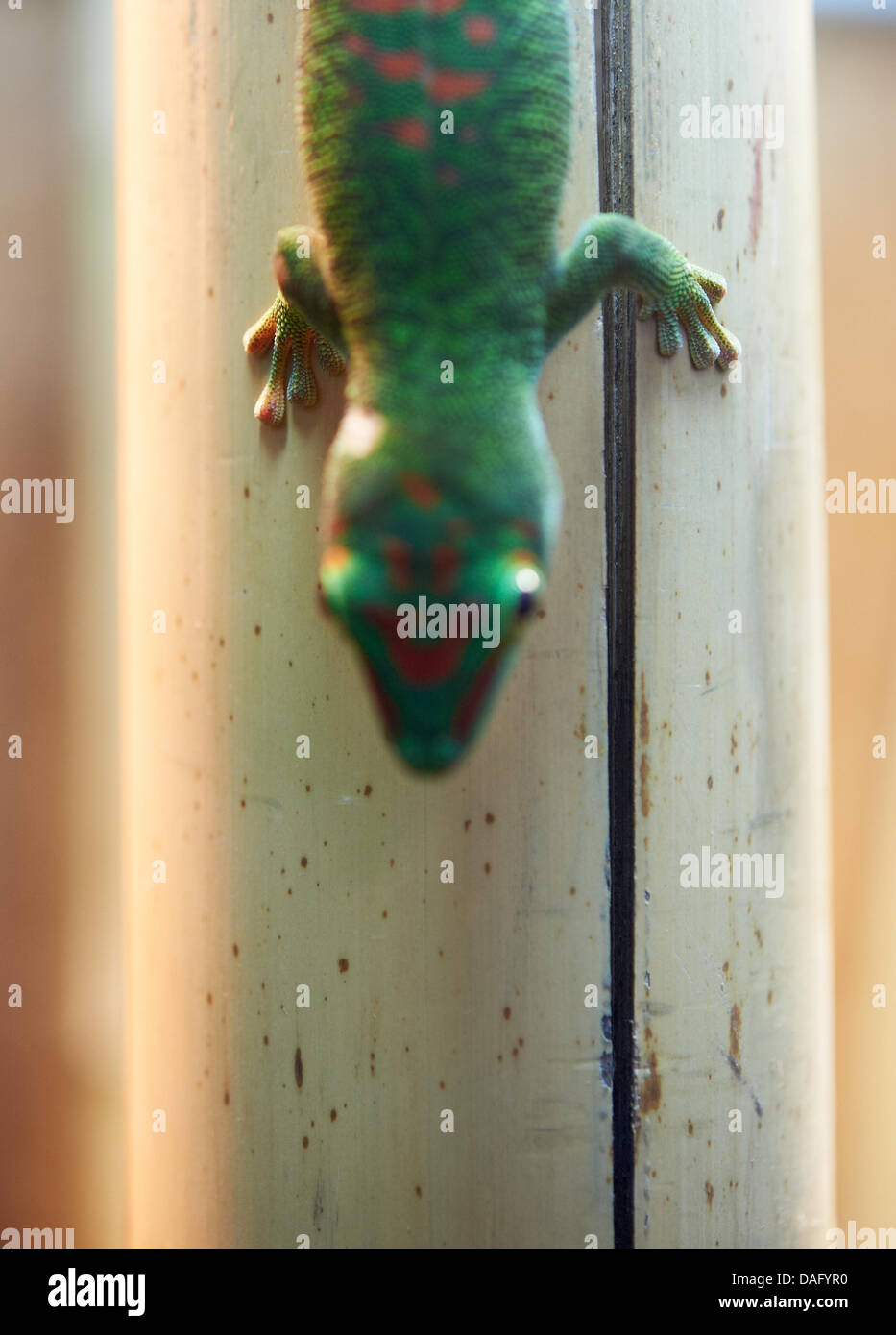 Un Madagascar day gecko (lat.: Phelsuma madagascariensis) Foto durante la exposición 'Nano! Uso y visiones de una nueva tecnología" en Dortmund, Alemania, el 25 de febrero de 2011. Foto: Bernd Thyssen Foto de stock