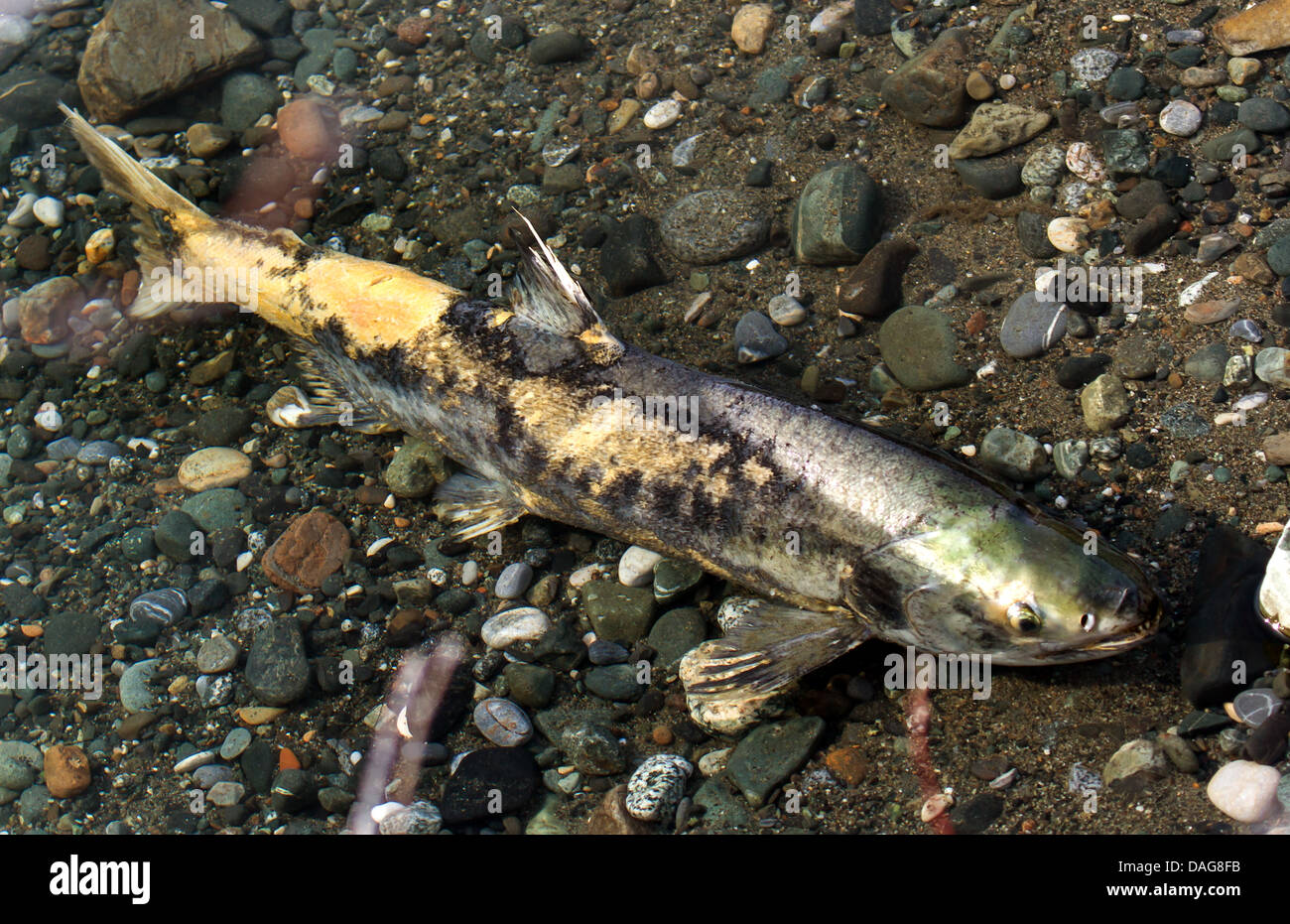 Salmón chum (Oncorhynchus keta), en aguas poco profundas, con micosis, EE.UU., Alaska, Chilkat Bald Eagle preservar Foto de stock